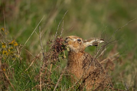 European brown hare (Lepus europaeus) adult feeding on a Sea beet plant, Suffolk, England, United