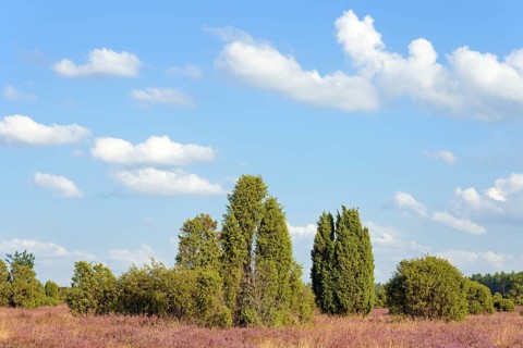 Heathland, typical vegetation, juniper (Juniperus communis) and flowering common heather (Calluna