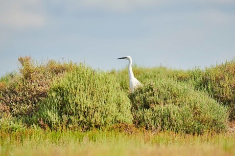 Great egret (Ardea alba) standing behind bushes, Camargue, France, Europe