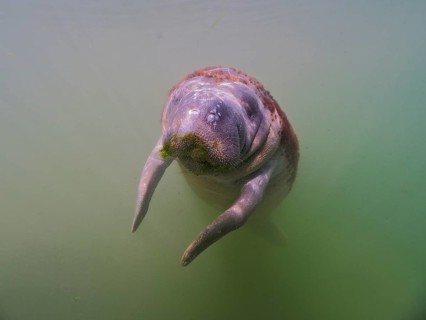 Juvenile round-tailed manatee (Trichechus manatus) in turbid water, dive site Crystal River,