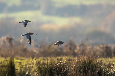 Eurasian Curlew (Numenius arquata) birds in flight over Marshes at winter time