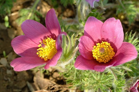 Common pasque flower (Pulsatilla) vulgaris, also known as common pasque flower, pasque flower or