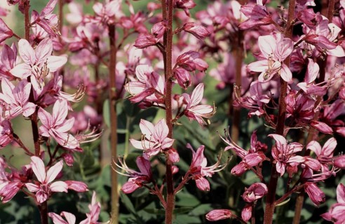 Diptam, also known as Ashwort or dittany (Dictamnus albus), regarded as a medicinal plant in