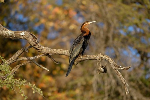 African darter (Anhinga rufa) sitting on a branch on the Kavango River, near Rundu, Kavango East