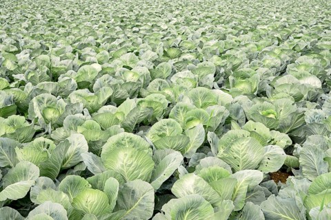 Field with white cabbage, vegetable cultivation, North Rhine-Westphalia, Germany, Europe