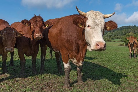 Buntscheck cows on pasture, Franconia, Bavaria, Germany, Europe