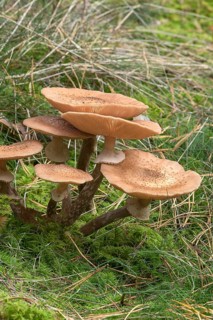 Blusher (Amanita rubescens) in mixed forest, Franconia, Bavaria, Germany, Europe