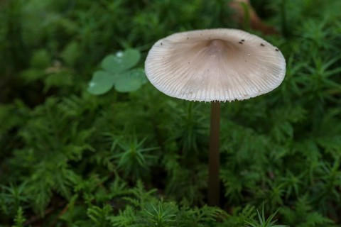 Bonnet (Mycena) in moss, mixed forest, Fanken, Bavaria, Germany, Europe