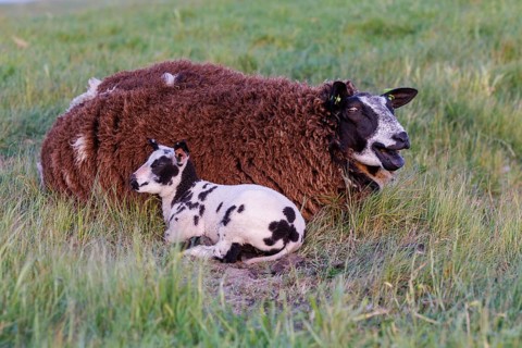 Sheep, Island of Texel, Netherlands