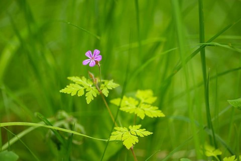 Close-up, Ruprechtskraut (Geranium robertianum), Neustadt am Rübenberge, Germany, Europe