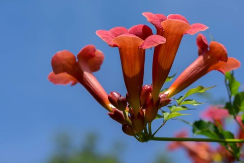 Blossoms of a trumpet creeper (Campsis), blue sky, Bavaria, Germany, Europe
