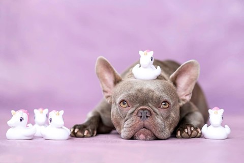 French Bulldog dog with cute unicorn rubber duck toys on head in front of purple background
