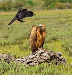 Griffon Vulture (Gyps fulvus) and Common Raven (Corvus corax) on the luder, Common Raven teases a