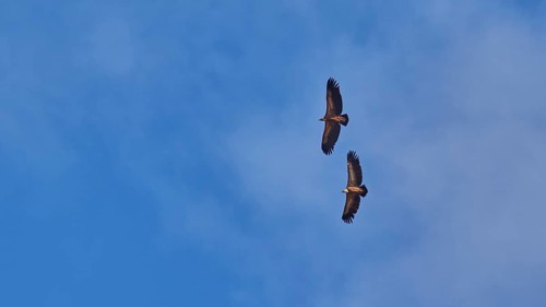 Two Griffon Vulture in flight, blue sky with white clouds, Rodopou Peninsula, West Crete, Crete