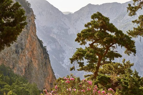 Rock face, canyon walls, single large tree, backlight, Samaria Gorge, Samaria, gorge, national