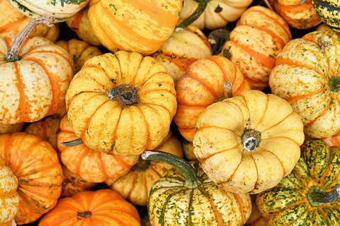 Many small yellow and orange striped Carnival squashes in pile