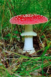 Fairytale toadstool (Amanita muscaria) in autumn in the forest, Saxony, Germany, Europe