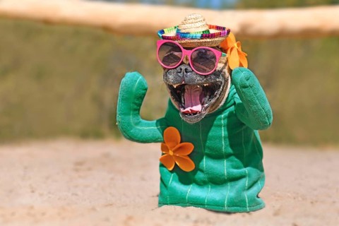 French Bulldog dog dressed up with funny cactus costume with fake arms and flowers wearing summer