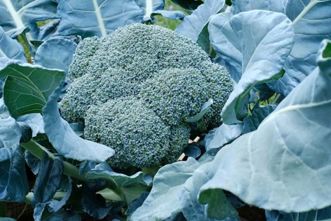 Growing vegetables, broccoli in a vegetable garden