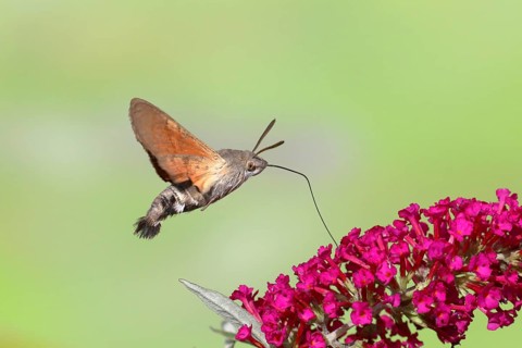 Hummingbird hawk-moth (Macroglossum stellatarum), flying, sucking nectar on flower of