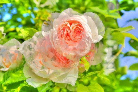 Oil painting, rose (pink), pink blossoms, delicate pink, fragrant, light, romantic, greeting card