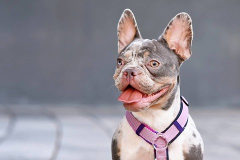 Portrait of merle tan French Bulldog dog with pink dog harness