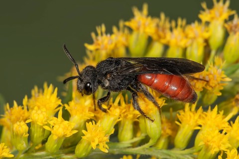 Sweat bee (Sphecodes) on Canada goldenrod (Solidago canadensis), Baden-Württemberg, Germany, Europe