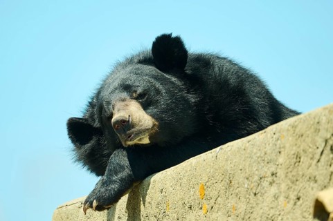 American black bear (Ursus americanus), captive, distribution North America