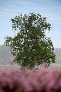 Birch in heather, Westruper Heide, Haltern, North Rhine-Westphalia, Germany, Europe