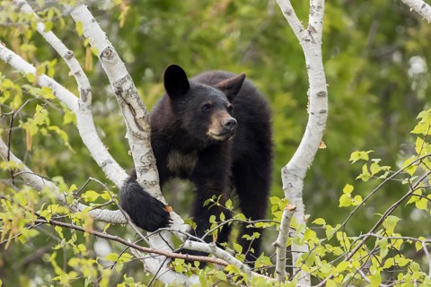 A young black bear is sitting in a tree and eats fresh birch spring leaves. Forillon national park.