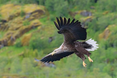 White-tailed eagle (Haliaeetus albicilla) in flight, Trollfjord, Lofoten, Norway, Europe