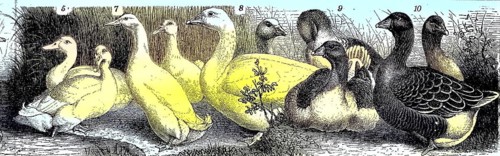 Poultry, Aylesbury Duck, Peking Duck, Emden Goose, Pomeranian Goose, Toulouse Goose, Historical,
