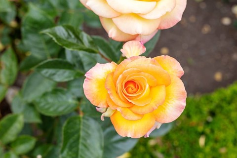 Gelbe Rose (Rosa foetida Herrm.), Botanische Gärten, Christchurch, Neuseeland