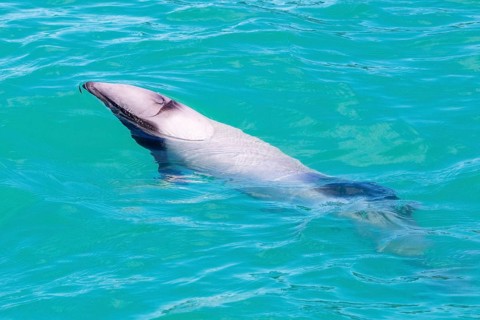 Hector-Delphin (Cephalorhychus hectori), Bootsfahrt, Akaroa, Banks-Halbinsel, Canterbury,