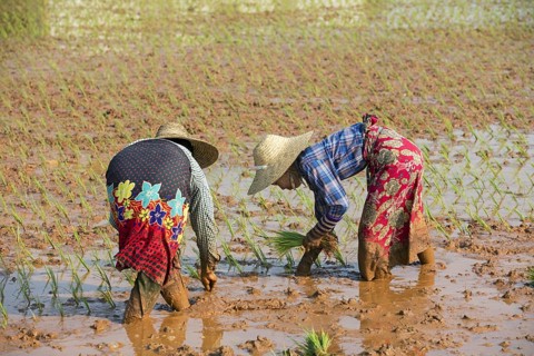Two Burmese women with a bamboo hats, planting rice plants in wet rice field in the Taunggyi