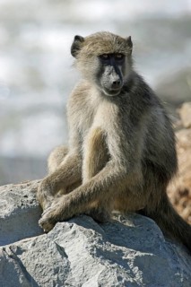 Chacma baboon (Papio ursinus) sitting on rock near river, Kruger National Park, South Africa,
