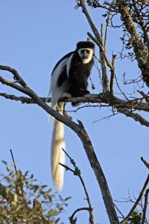 Eastern black and white (colobus) monkey, mantled guereza (Colobus guereza) in tree, Mount Kenya,