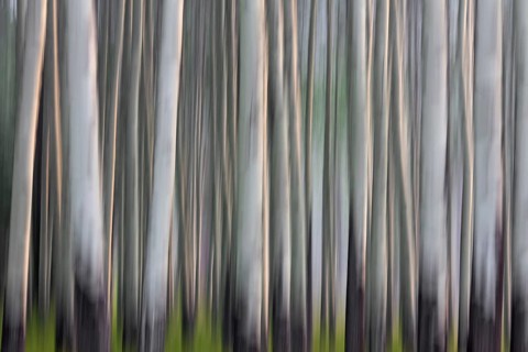 Abstract image of aspen tree trunks in forest
