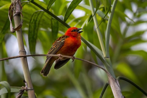 Red fody (Foudia madagascariensis), Madagascar fody, red cardinal fody, common fody, Madagascar