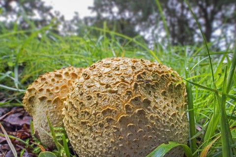 Common earthball, pigskin poison puffball (Scleroderma citrinum), common earth ball (Scleroderma