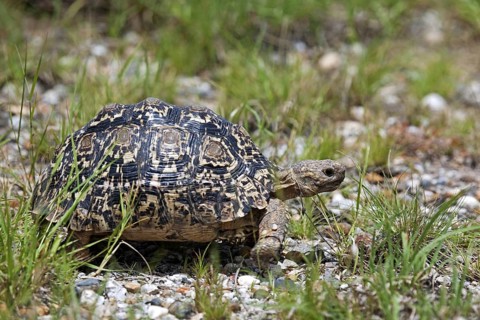 Leopard tortoise (Stigmochelys pardalis) in the Etosha National Park, Namibia, South Africa, Africa