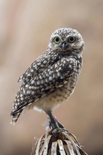 Burrowing owl (Athene cunicularia) native to North America and South America