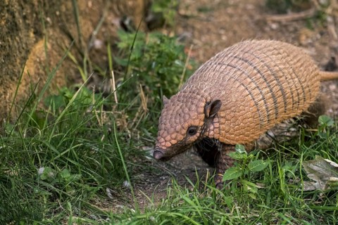 Yellow armadillo, six-banded armadillo (Euphractus sexcinctus) foraging at dusk, native to South