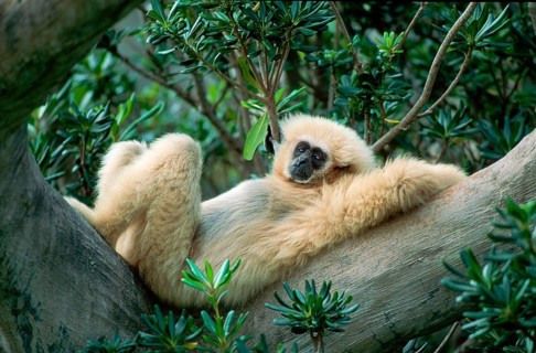 White-handed Gibbon (Hylobates lar), side