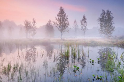 In a pink morning sky, wisps of mist form and birch trees are reflected in the water of the