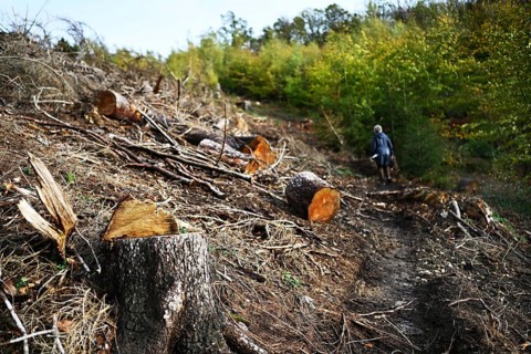 Trees damaged by climatic warming, drought, wind breakage and bark beetle, photographed on 2.11