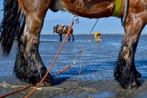Horse fishermen catching Brown shrimp (Crangon crangon), Koksijde, North Sea coast, province of