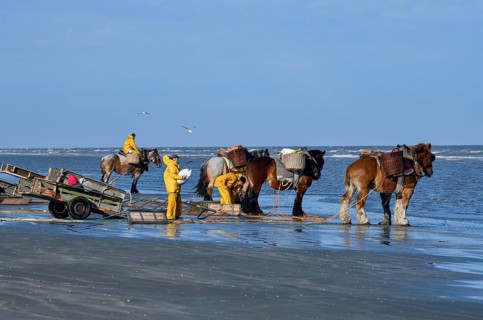Horse fishermen catching Brown shrimp (Crangon crangon), Koksijde, North Sea coast, province of