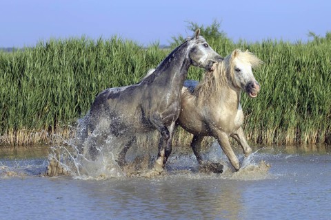 Camargue horses, stallions, Camargue, South of France, Camargue stallion, white stallion