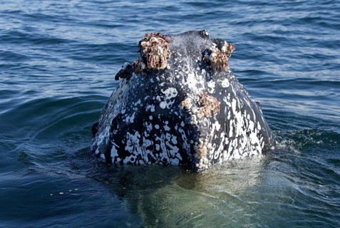 Humpback Whale (Megaptera novaeangliae), South Africa, humpback whale, South Africa, Africa